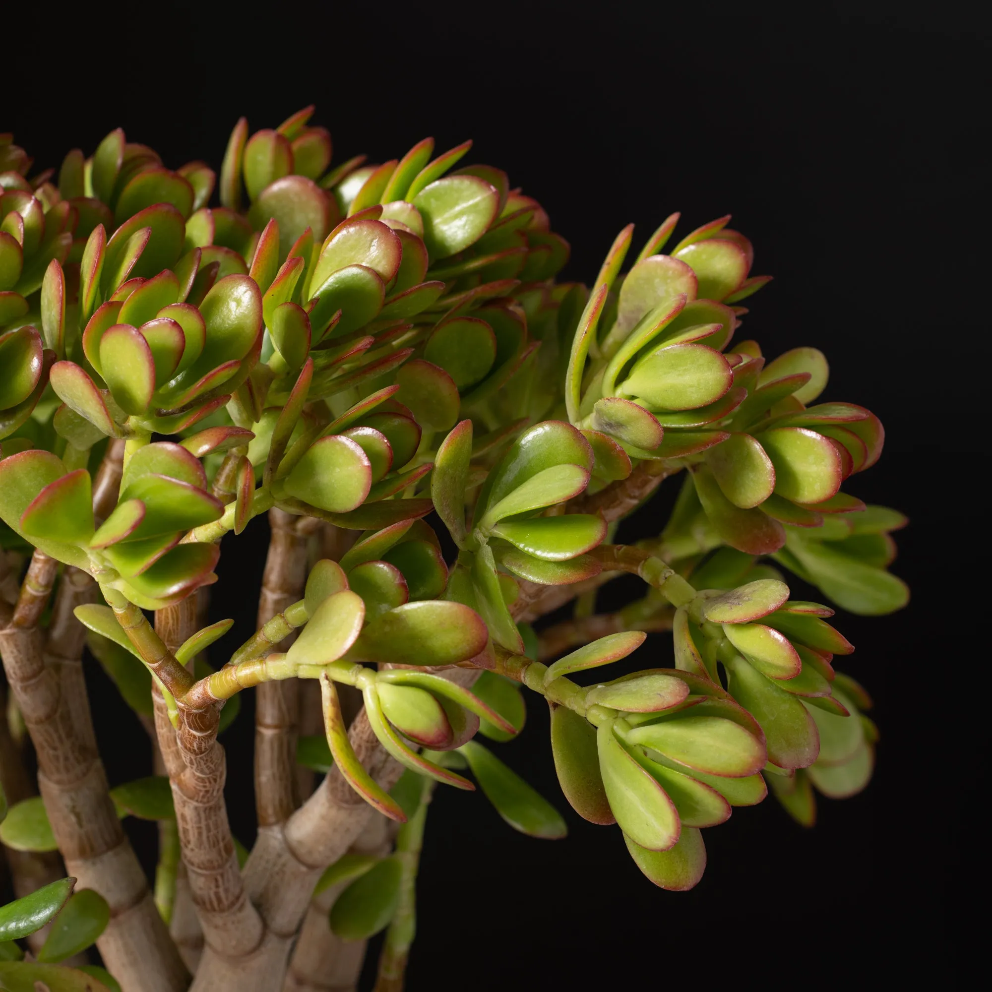 Jade Tree Medium